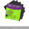 GOMA DIQUE LATEX NEGRA - BLOSSOM
